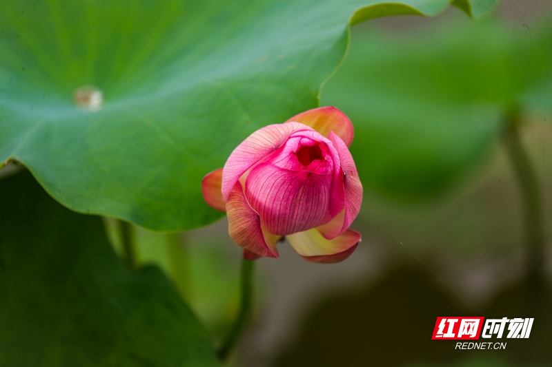 湖南新田:夏日荷花美13_.jpg