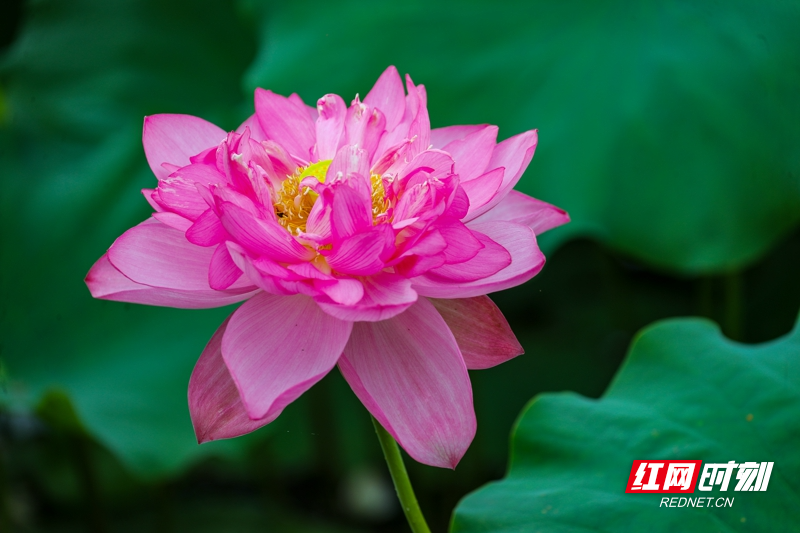 湖南新田:夏日荷花美12_.jpg