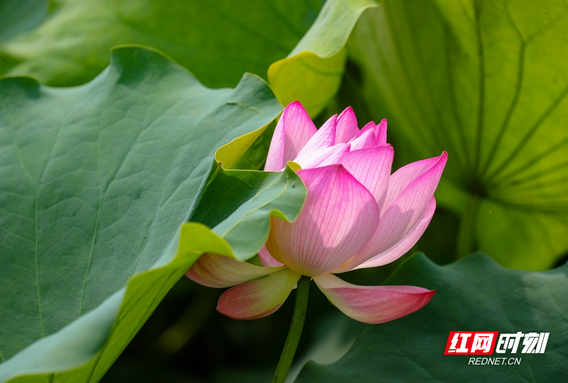 湖南新田:夏日荷花美10_.jpg