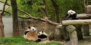 探访中国大熊猫保护研究中心卧龙神树坪基地
