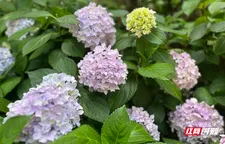 视频 | 衡阳：绣球次第绽放 缤纷花海扮靓初夏