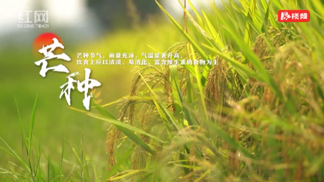 芒种养生 | 湿热交蒸耗气津，杜仲冬瓜解暑汤，以汤养夏，苦热自消