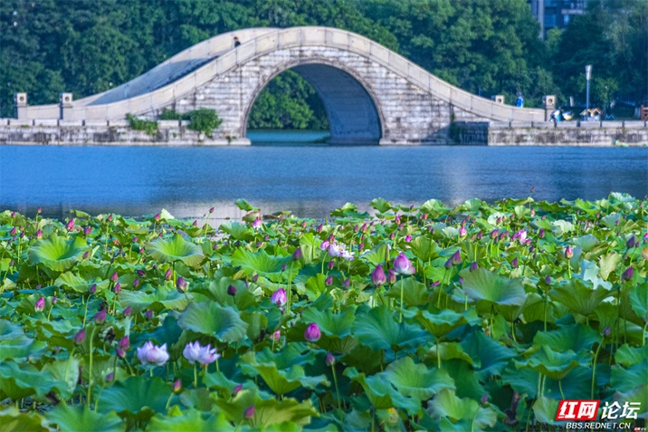 原来长沙的夏天，是月湖公园荷花的味道