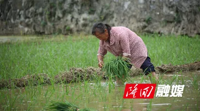芒种插秧忙 隆回县60余万亩优质稻绘新景