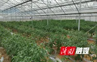 荷香桥镇：大东山椒新鲜上市 助农直播打开销路