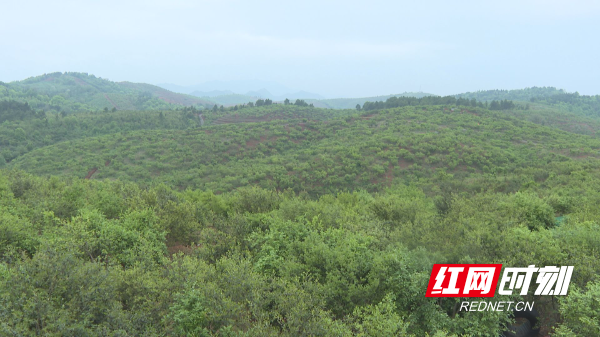 祁阳文明铺镇连片油茶基地.jpg