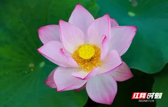 湖南新田：夏日荷花美（组图）