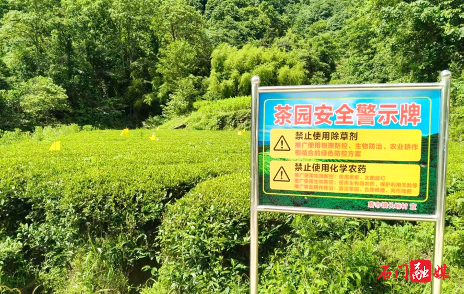 200余亩茶园挂满“生态卫士”，小黄板护出放心茶1.jpg
