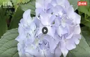 视频 | 衡阳：绣球次第绽放 缤纷花海扮靓初夏