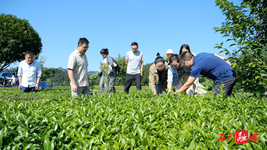 省、市专家精准支招 助力我县茶园病虫害防控与灾后重建1.png 省、市专家精准支招 助力我县茶园病虫害防控与灾后重建1.png