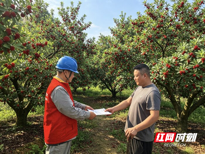 20260611.桂阳公司服务杨梅种植户压缩1 (2).jpg 20260611.桂阳公司服务杨梅种植户压缩1 (2).jpg