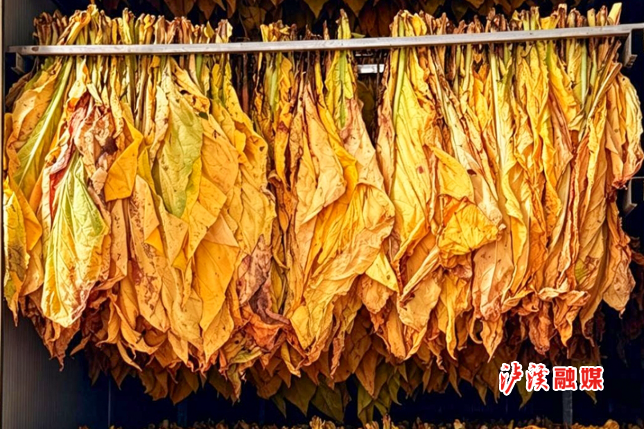 兴隆场镇烟叶.jpg2.jpg 兴隆场镇烟叶.jpg2.jpg