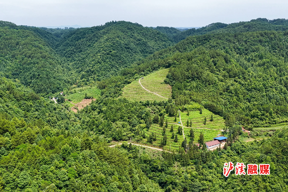 张家平蓝莓.jpg2.jpg3.jpg 张家平蓝莓.jpg2.jpg3.jpg