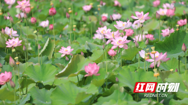 祁阳：千亩荷花绽放