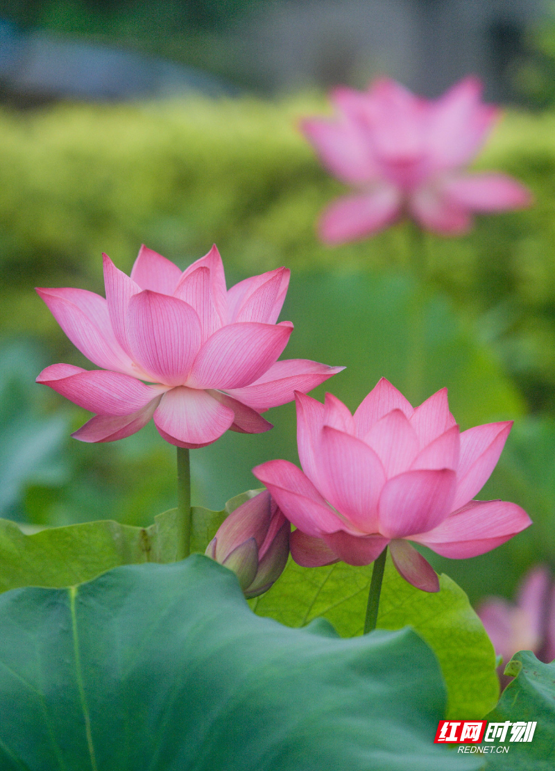 _DSC6870 拷贝.jpg _DSC6870 拷贝.jpg