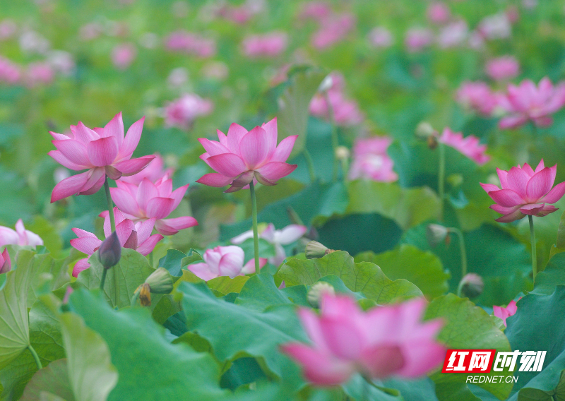 道县：荷塘花开 夏日生香