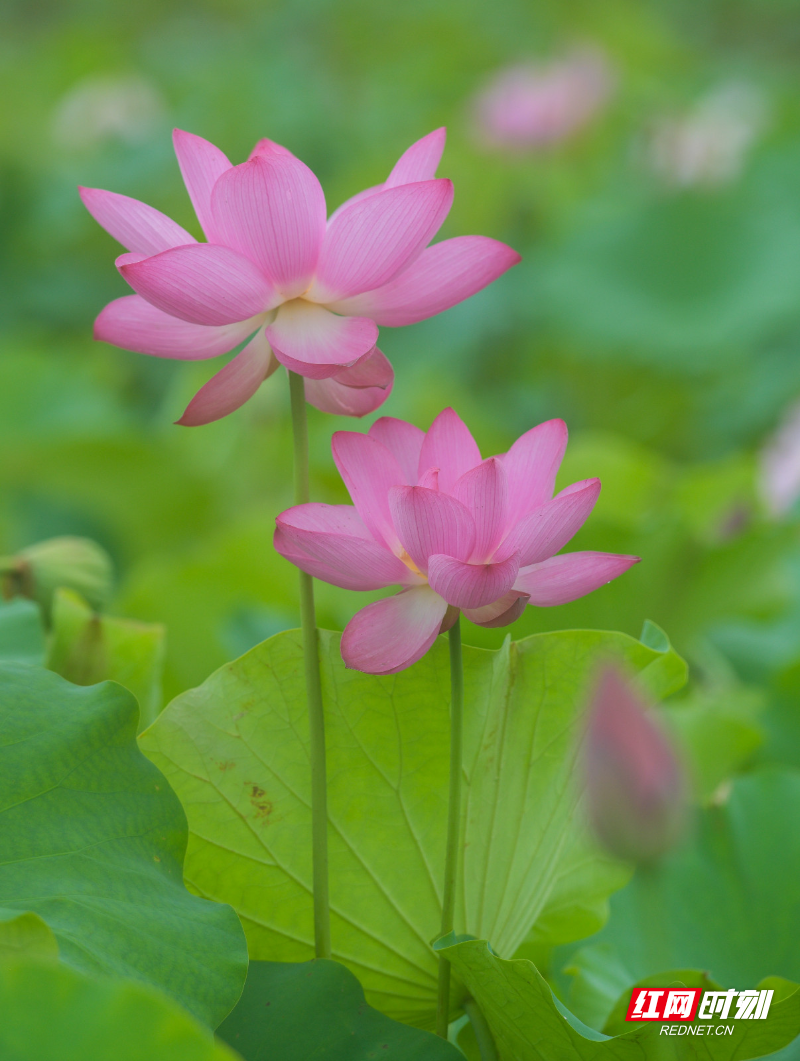 _DSC6918 拷贝.jpg _DSC6918 拷贝.jpg
