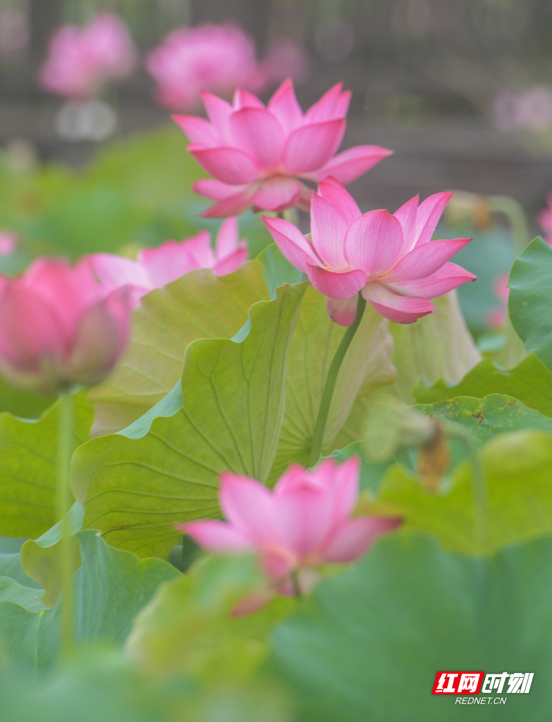 _DSC6933 拷贝.jpg _DSC6933 拷贝.jpg