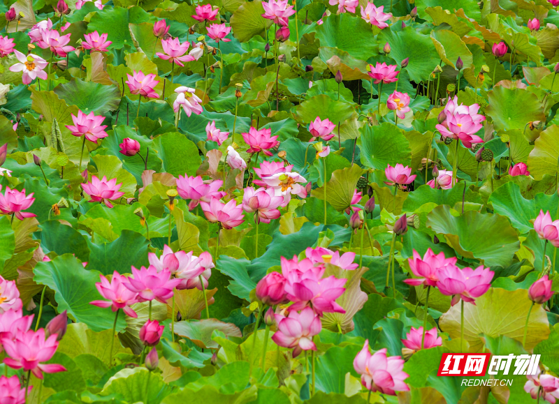 DJI_20260614084429_0015_D 拷贝.jpg DJI_20260614084429_0015_D 拷贝.jpg