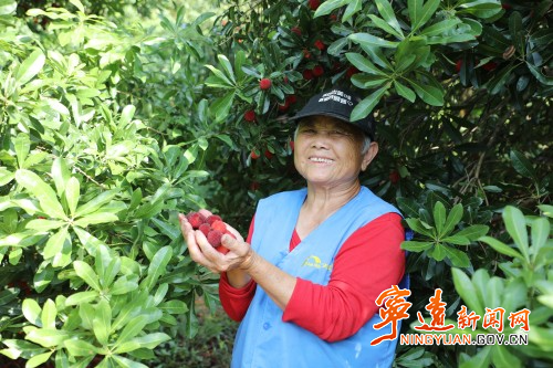 宁远：杨梅迎来丰收季 特色产业助振兴2_副本500.jpg