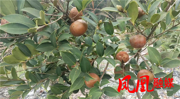 图片18.png 图片18.png