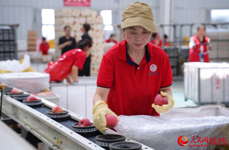 6月16日,在王掌柜数字农业分选中心,工人正对苹果进行分选。人民网记者 孙挺摄