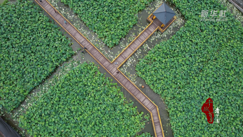 湖南：夏日荷韵