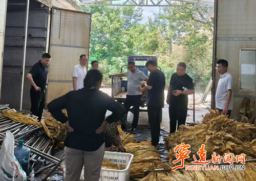 宁远县天堂镇:金叶飘香采收忙 精准服务护丰收_副本_副本500.jpg 宁远县天堂镇:金叶飘香采收忙 精准服务护丰收_副本_副本500.jpg