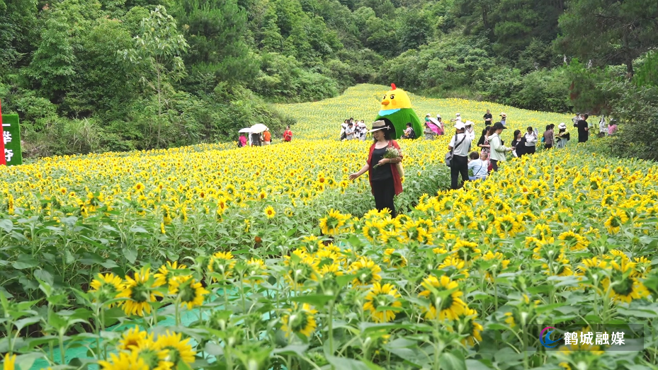 市人民公园向日葵绚烂盛放 金色花海点亮夏日风光-1.mp4_20260622_162618.794.jpg 市人民公园向日葵绚烂盛放 金色花海点亮夏日风光-1.mp4_20260622_162618.794.jpg
