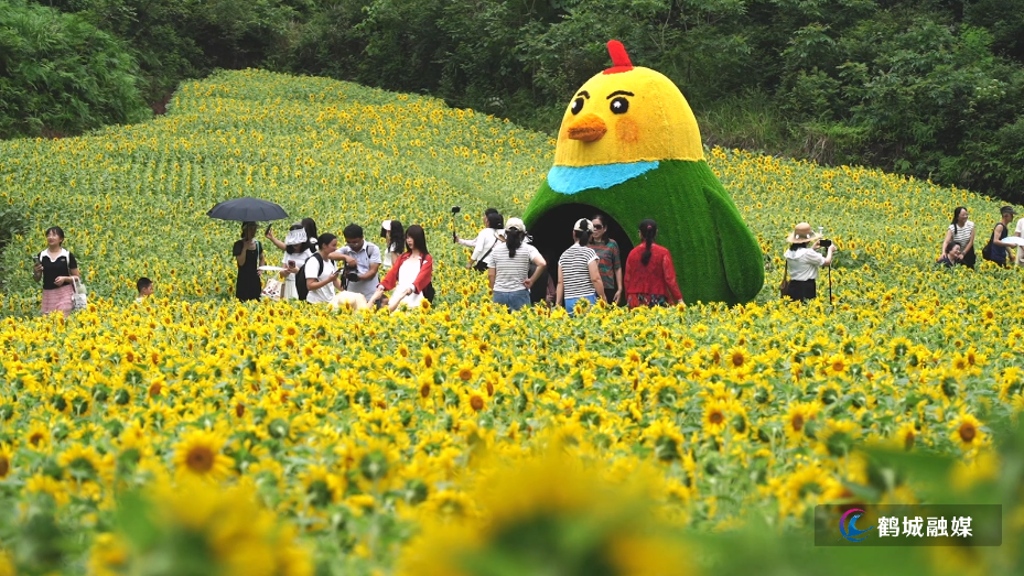 市人民公园向日葵绚烂盛放 金色花海点亮夏日风光-1.mp4_20260622_162603.874.jpg 市人民公园向日葵绚烂盛放 金色花海点亮夏日风光-1.mp4_20260622_162603.874.jpg
