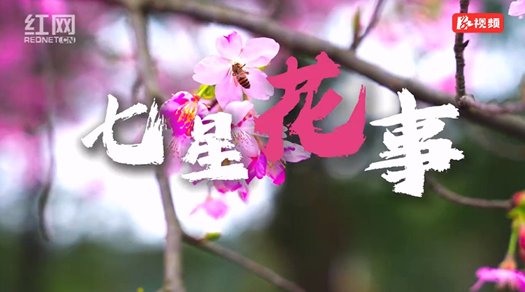 “莲”向世界丨七星花事
