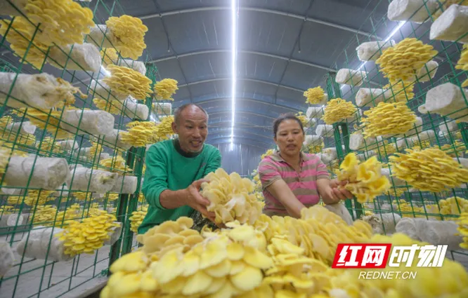 湖南道县：菌菇产业兴乡村（组图）