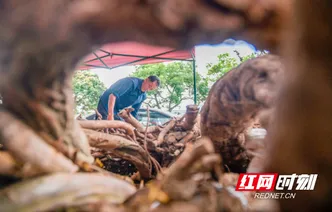 道县：风药飘香 解锁地道端午味（组图）