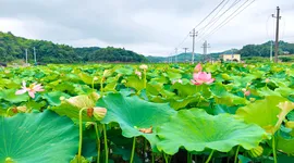 组图 | 湘潭县：荷花绽放景色俏