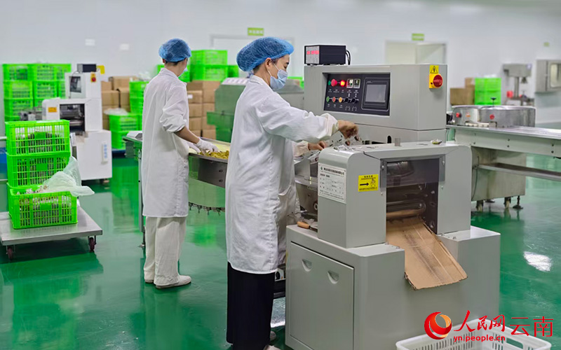 红河味来食品有限公司加工车间里，工人在加工果干。人民网 尹馨摄