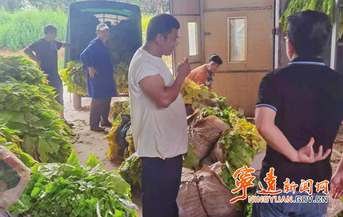 宁远县鲤溪镇：金叶飘香丰收季 精准服务护增收_副本_副本500.jpg