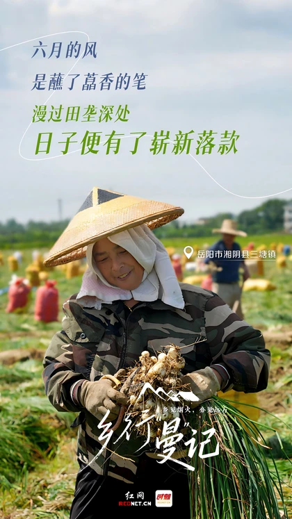 乡行“曼”记丨寻味三塘：一缕藠香，漫渡洞庭烟火