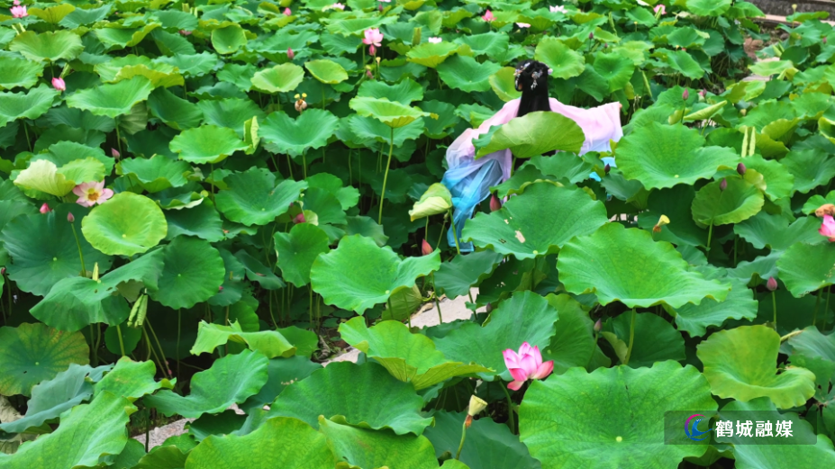 怀化市鹤城区:凤坪村荷花盛放 近郊邂逅夏日荷塘美景(高清).mp4_000056.127.png 怀化市鹤城区:凤坪村荷花盛放 近郊邂逅夏日荷塘美景(高清).mp4_000056.127.png