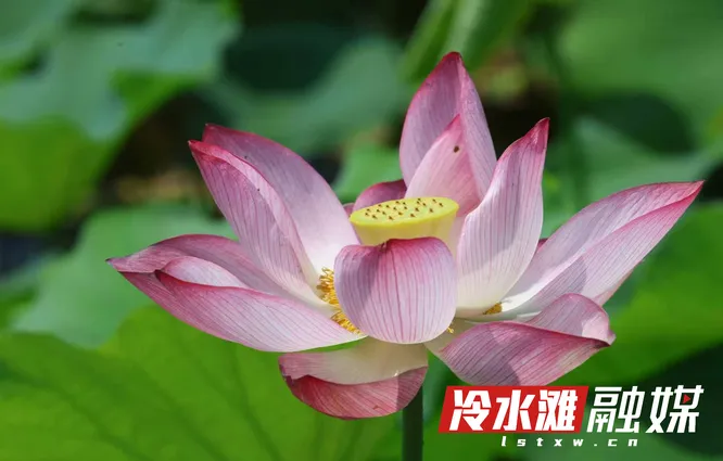 永州冷水滩：荷花盛放添夏韵（组图）