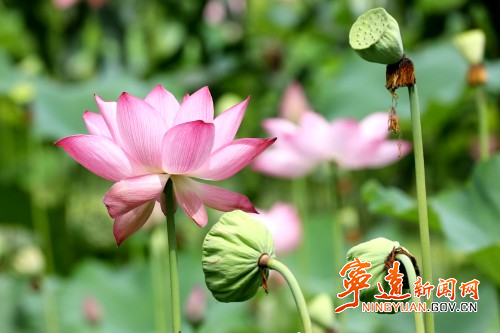 【美景不远·就在宁远】宁远:荷塘绽新颜 美丽又经济3_副本500.jpg 【美景不远·就在宁远】宁远:荷塘绽新颜 美丽又经济3_副本500.jpg