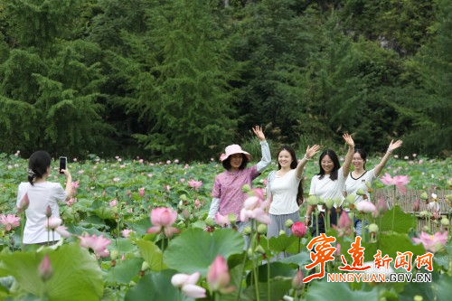 【美景不远·就在宁远】宁远:荷塘绽新颜 美丽又经济1_副本500.jpg 【美景不远·就在宁远】宁远:荷塘绽新颜 美丽又经济1_副本500.jpg