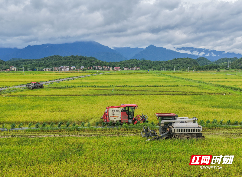 2026年7月6日,湖南省永州市道县寿雁镇芽洞村,农机手驾驶收割机抢收早稻。 (3).jpg 2026年7月6日,湖南省永州市道县寿雁镇芽洞村,农机手驾驶收割机抢收早稻。 (3).jpg