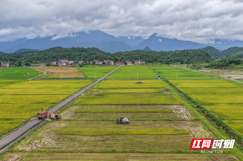 2026年7月6日,湖南省永州市道县寿雁镇芽洞村,农机手驾驶收割机抢收早稻。 (1).jpg 2026年7月6日,湖南省永州市道县寿雁镇芽洞村,农机手驾驶收割机抢收早稻。 (1).jpg