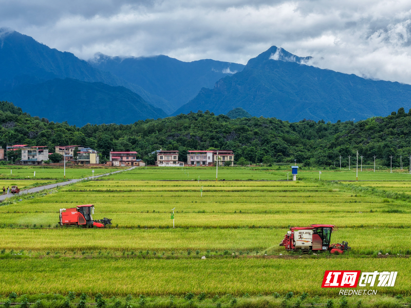 2026年7月6日,湖南省永州市道县寿雁镇芽洞村,农机手驾驶收割机抢收早稻。 (11).jpg 2026年7月6日,湖南省永州市道县寿雁镇芽洞村,农机手驾驶收割机抢收早稻。 (11).jpg