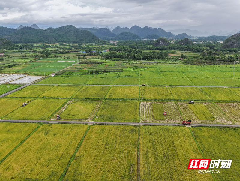 2026年7月6日,湖南省永州市道县寿雁镇芽洞村,农机手驾驶收割机抢收早稻。 (16).jpg 2026年7月6日,湖南省永州市道县寿雁镇芽洞村,农机手驾驶收割机抢收早稻。 (16).jpg