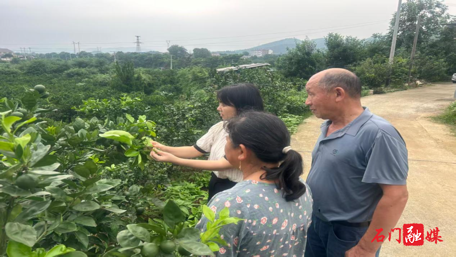 楚江街道：筑牢病虫害防控屏障，交出柑橘稳产丰收答卷2.jpg