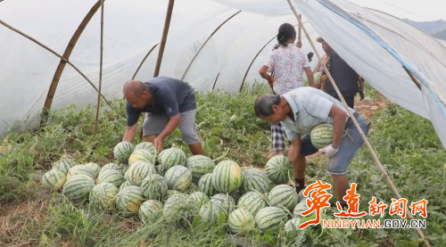 宁远:西瓜喜获丰收 产销两旺销路畅1_副本500.jpg 宁远:西瓜喜获丰收 产销两旺销路畅1_副本500.jpg