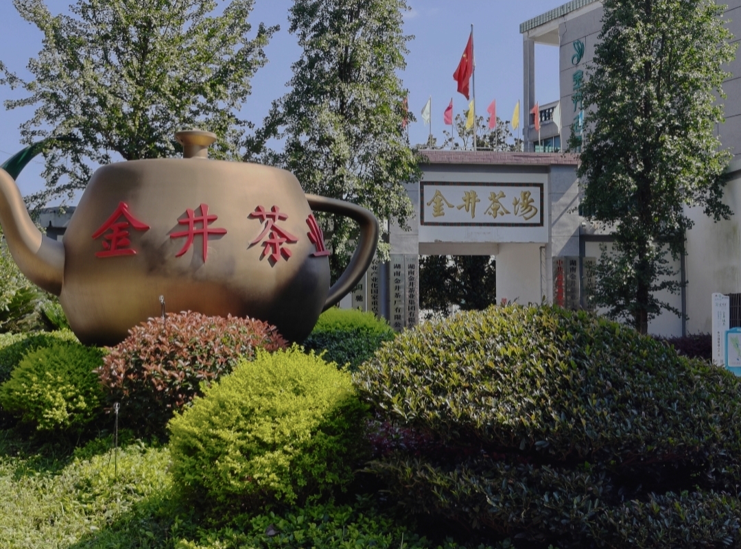 湘潭大学“新湘映”实践团走进金井茶厂 探访绿茶非遗技艺与产业融合路径