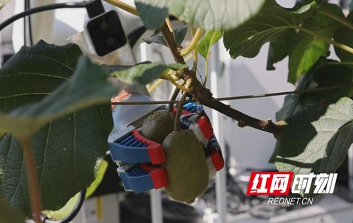 智能“新员工”上岗！湘西凤凰千工坪猕猴桃园迈入智慧时代