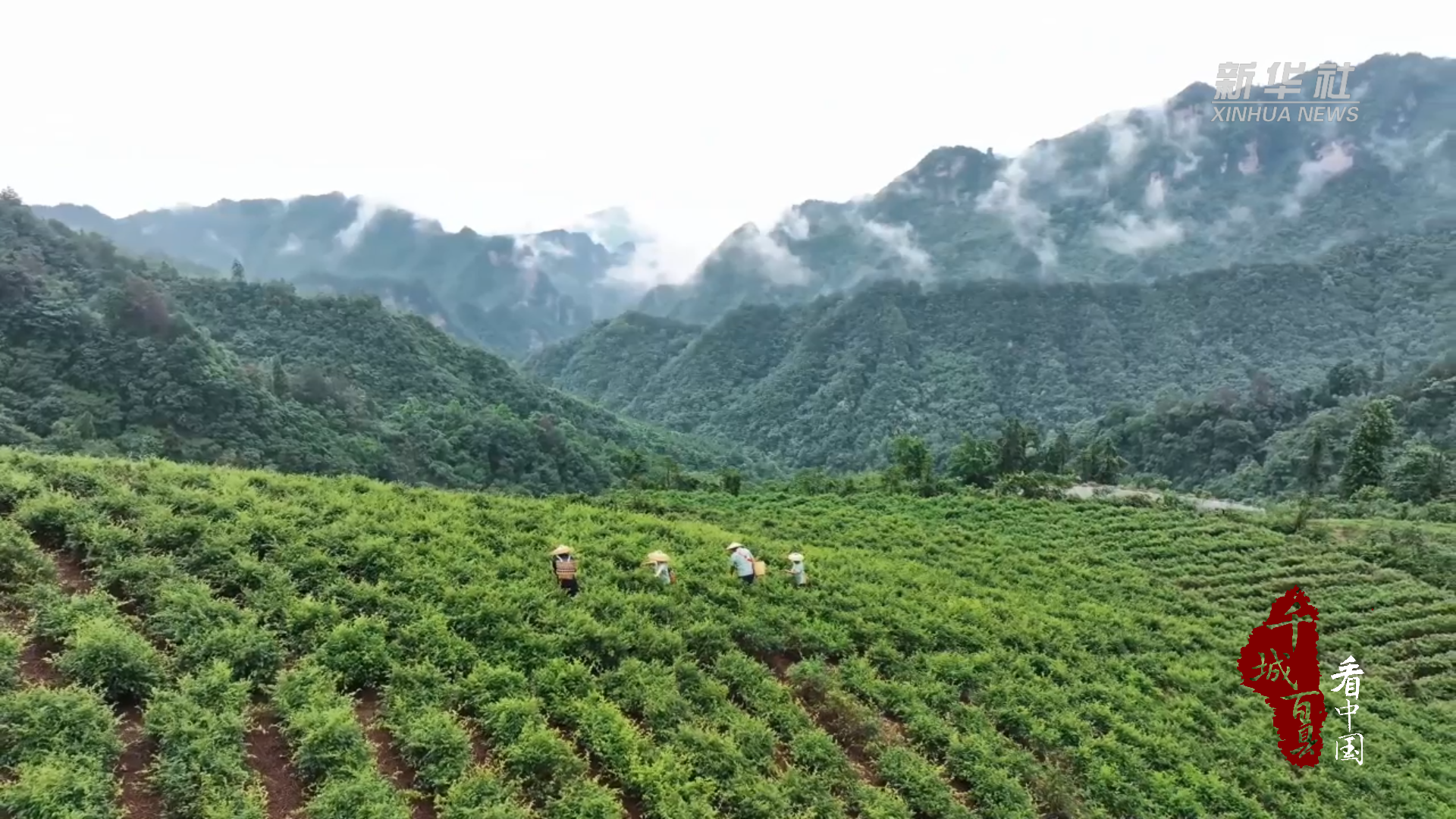 张家界：一叶莓茶带富一方人